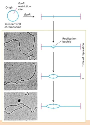 Chromosome Composition And Maintenance Biol Exam Material