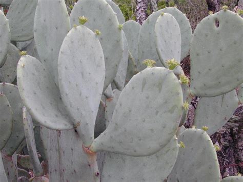 Research And Extension Center Virtual Herbarium Spineless Cactus Opuntia