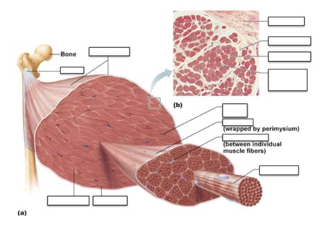 Muscle Flashcards Quizlet