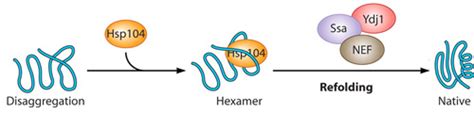 Refolding Proteins Made Easy 21 Tips And Tricks 50 OFF