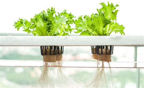 what is hydroponics and why is it a good idea? - marlo hydroponic skincare