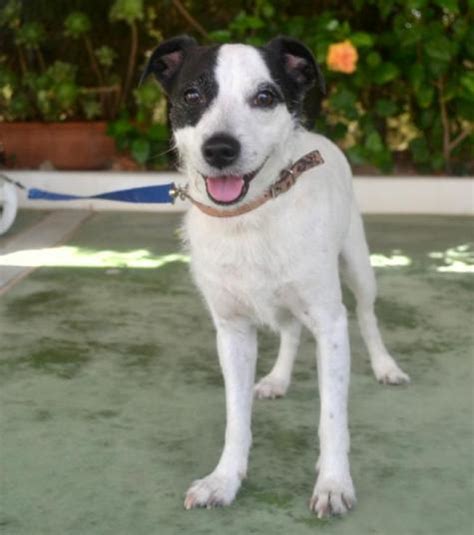 Toby perro adoptado en Alicante Bambú difunde