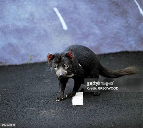 Tasmanian Devil Breeding Centre Photos and Premium High Res Pictures - Getty Images