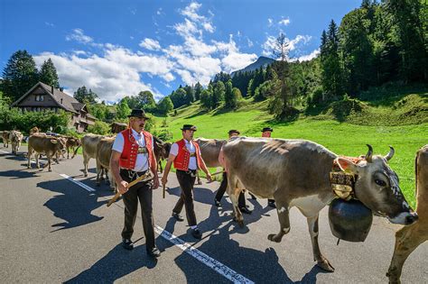 Senner und Kühe beim Almabtrieb von der Bild kaufen 71452604