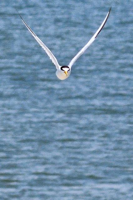 Dsc Least Tern Paul Nelson Flickr