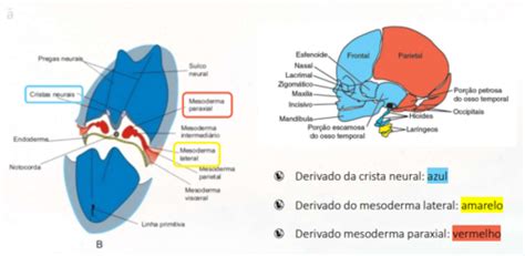 SO3 embriologia arcos faríngeos Flashcards Quizlet