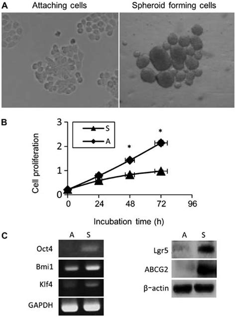 Effects Of Spheroid Formation On Colon Cancer Cell Stemness A Phase Download Scientific