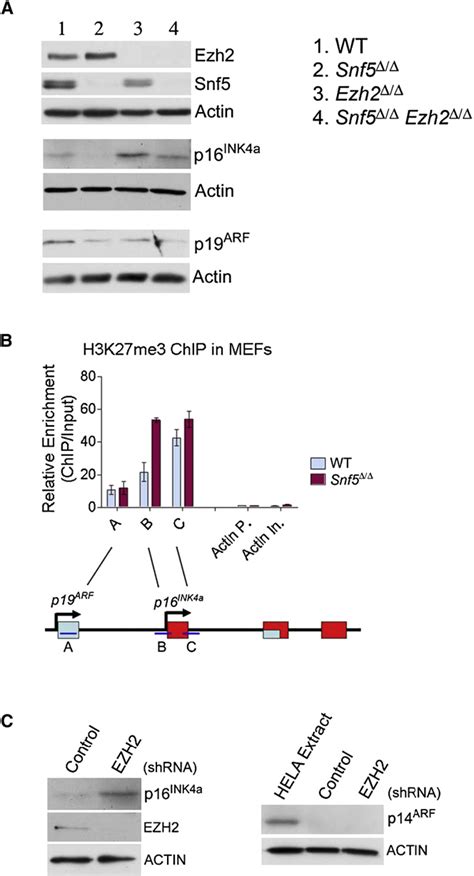 Figure 2 From Epigenetic Antagonism Between Polycomb And SWI SNF