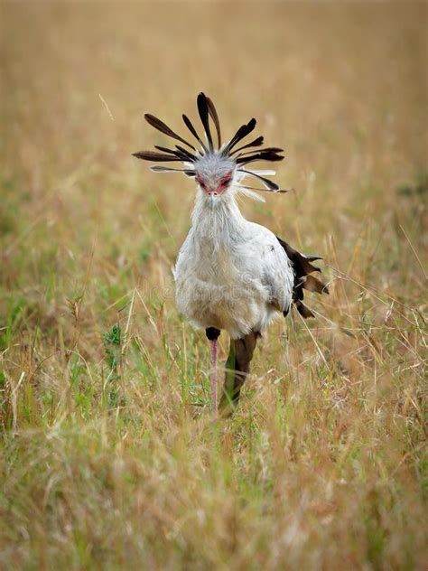 Secretarybird Or Secretary Bird Sagittarius Serpentarius Large