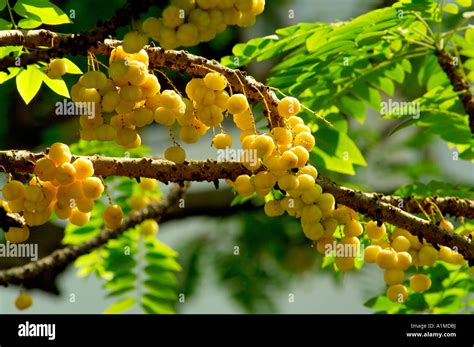 Arbre amla phyllanthus emblica emblématique myrobalan emblématique