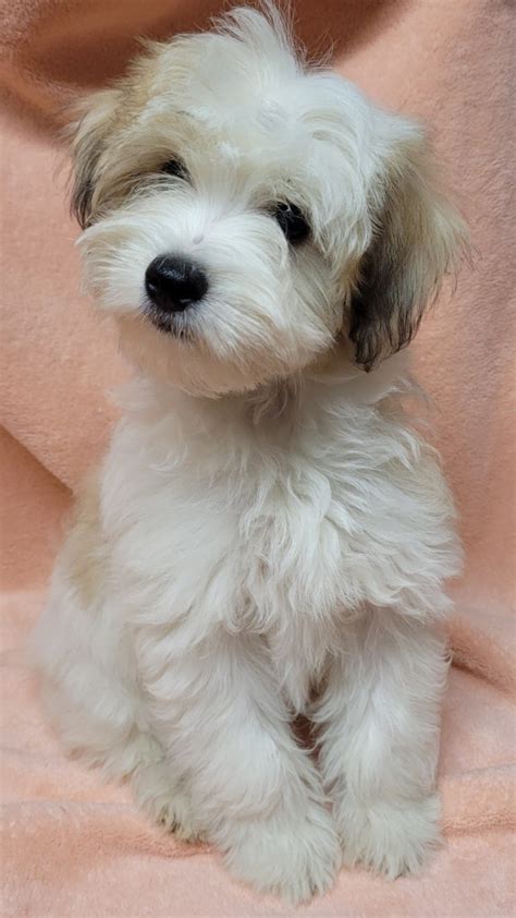 Lhasa Apso Puppies For Sale Cocoa Fl 520652 Petzlover