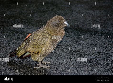 New Zealand kea mountain parrot Stock Photo - Alamy