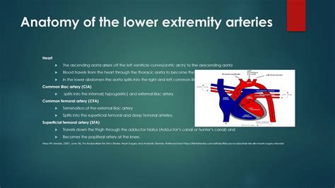 Lower Extremity Ultrasound Anatomy