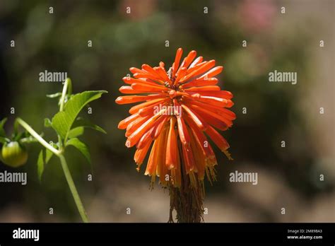 African Safari Masai Mara National Reserve Stock Photo Alamy