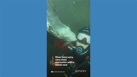 Video Diver gets up close and personal with seal - ABC News