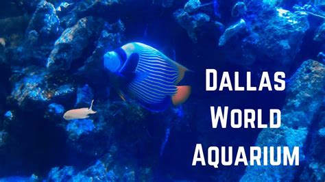 Dallas World Aquarium Dallas Texas Usa Youtube