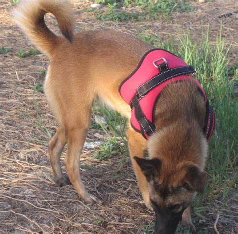 動物圖集：中華田園犬圖集 每日頭條