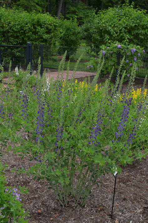 Baptisia ‘midnight Mt Cuba Center