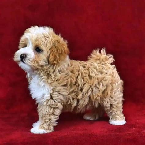 Find Maltipoo Puppies For Sale Near Sterling Heights Mi