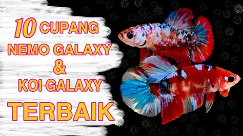 Ikan Cupang Red Koi Galaxy Terbagus Di Tahun Jevlog Juragan