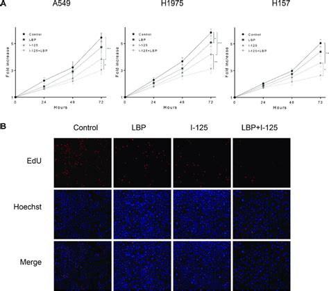 LBP Increased 125 I Induced Anti Proliferative Effect In NSCLC Cells