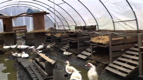 Diverting A Stream For Muschovy Ducks At Omni Unum Farm Duck House