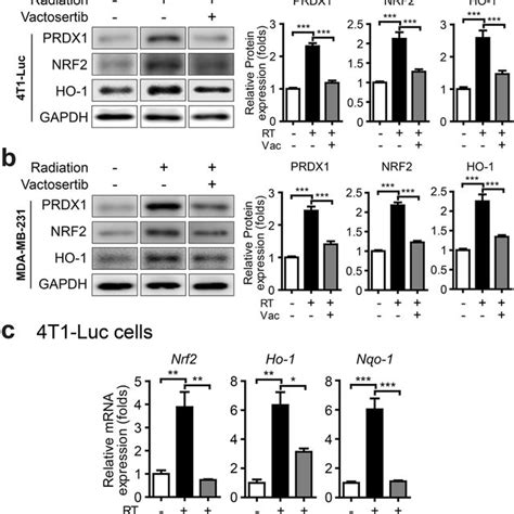 Vactosertib Regulates The Radiation Induced Fibrosis Markers A