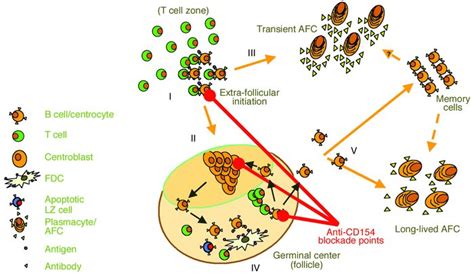 jci therapeutic cd antibody  lupus promise   future