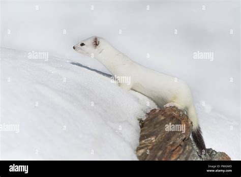 Stoat Winter Stock Photos & Stoat Winter Stock Images - Alamy