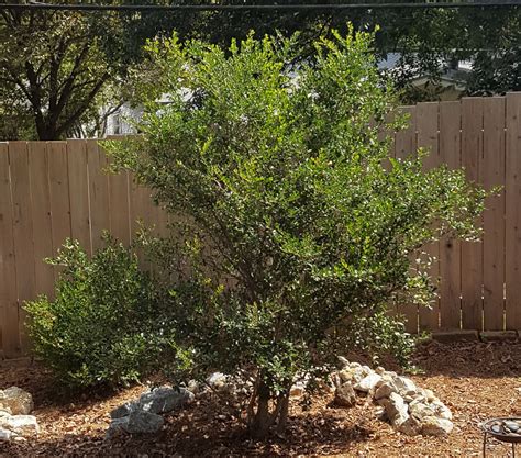 Ilex Vomitoria Yaupon Holly Pride Of Houston Eco Blossom Nursery