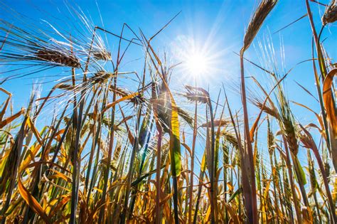 Nyheter Landbruk Tørken Bekymrer Landbruket Vi Frykter Det Kan