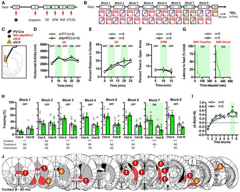 Optogenetic Silencing Of Dls Pv Neurons Increases Contextual Fear