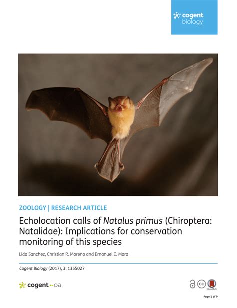 (PDF) Echolocation calls of Natalus primus (Chiroptera: Natalidae): Implications for ...