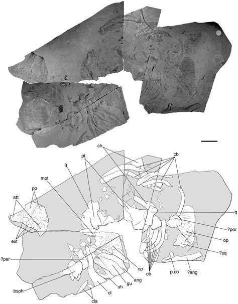 First Occurrence Of A Mawsoniid Coelacanth In The Early Jurassic Of Europe