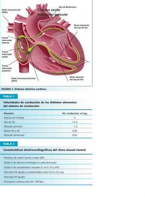 PDF Tablas ECG DOKUMEN TIPS