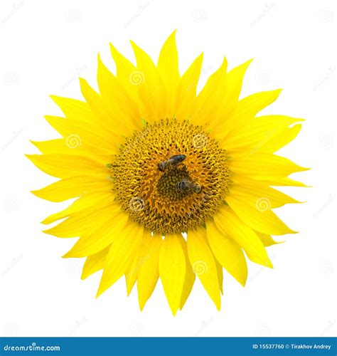 Two Bees On A Sunflower Stock Photo Image Of Freshness 15537760