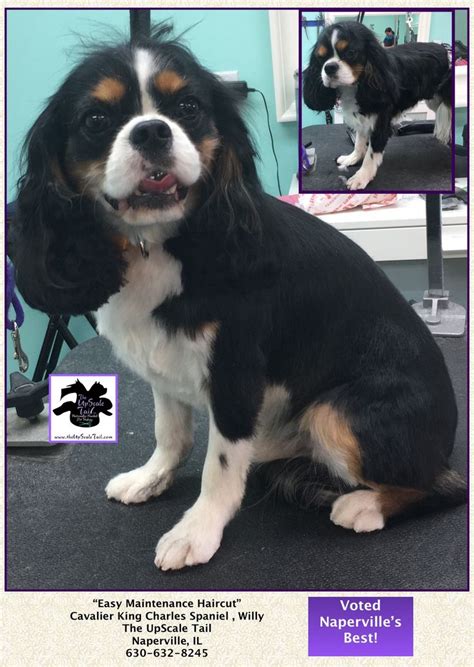 Easy Maintenance Haircut At The UpScale Tail Pet Grooming Salon