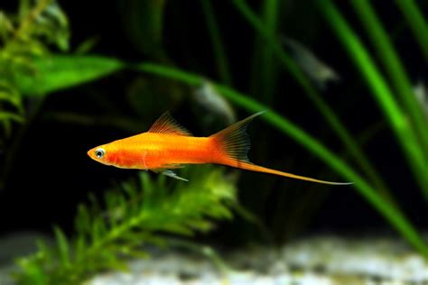 Swordtail Fish Care Guide Diet Tank Mates And More Petsoid