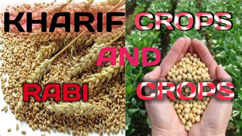 Kharif Crops And Rabi Crops For All Classes With Example YouTube