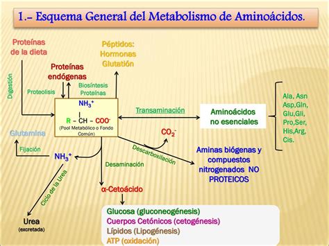 Esquema De Proteínas ¡fotos And Guía 2024