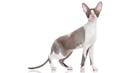 Cornish Rex Cat Breed Size Appearance And Personality