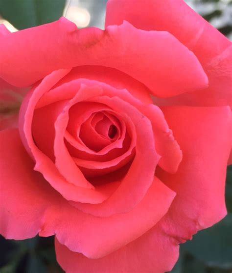 Pink Rose With Green Leaves