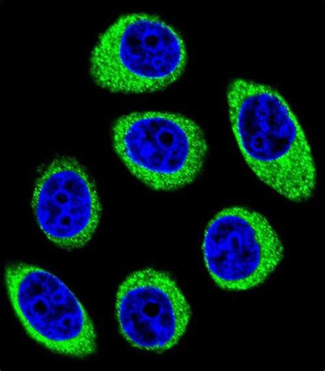 Anti Pcdh1 Pcd1 Antibody Rabbit Anti Human Polyclonal Ifihcwb Lsbio