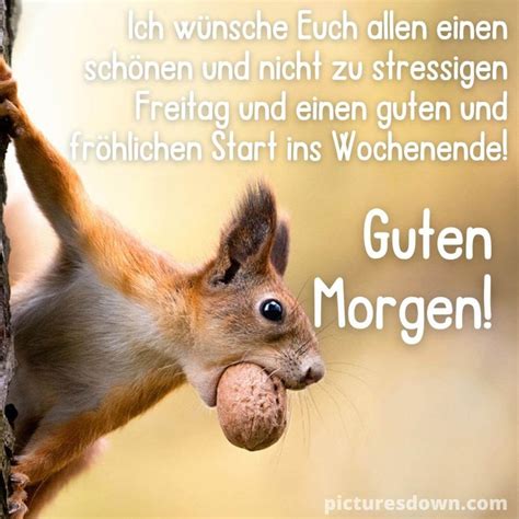 Guten Morgen Freitag Bild Eichh Rnchen Mit N Ssen Kostenlos