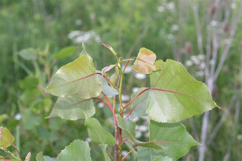 eastern cottonwood tree leaves - Danita Schilling