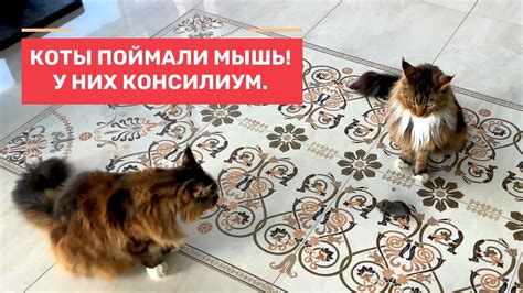 Лебеди с птенцами. Коты с мышами. Прощание с озером. - YouTube