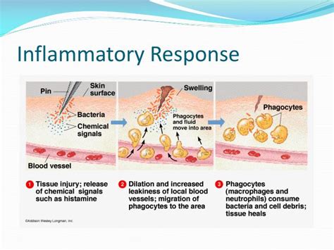 Ppt The Immune System Powerpoint Presentation Id2111214