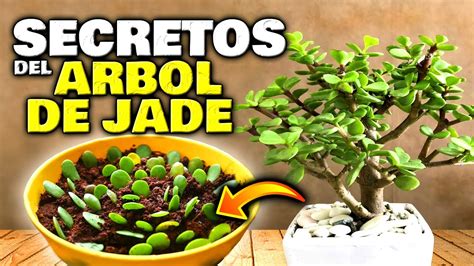 Lo Que Nunca Te Contaron Del Rbol De Jade O Rbol Del Dinero