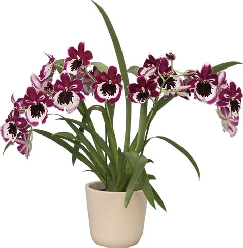 Orqu Deas Floricultura Black Falls Jardiner A Orqu Deas