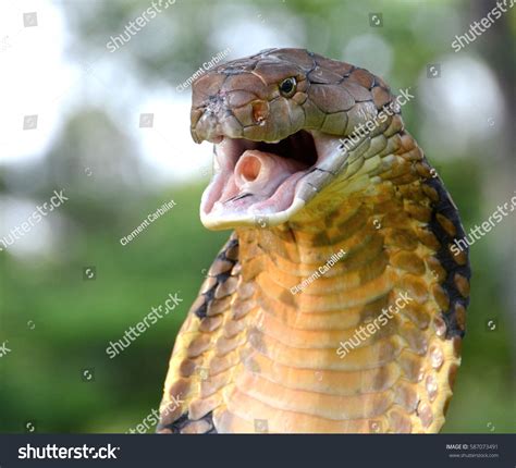 Malaysian King Cobra